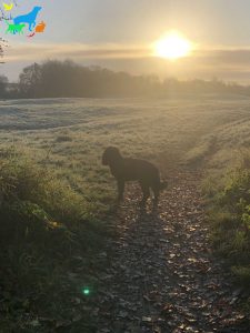 LIV for PETS Gallery Image - Dog Walking and Pet Sitting in Slip End Harpenden Caddington and Markyate