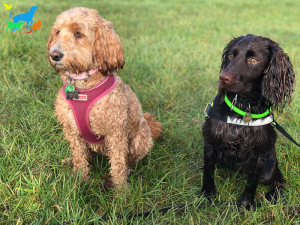 LIV for PETS Gallery Image - Dog Walking and Pet Sitting in Slip End Harpenden Caddington and Markyate