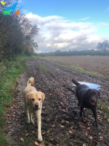LIV for PETS Gallery Image - Dog Walking and Pet Sitting in Slip End Harpenden Caddington and Markyate