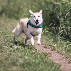 LIV for PETS - Dog Walking and Pet Sitting in Slip End Harpenden Caddington and Markyate