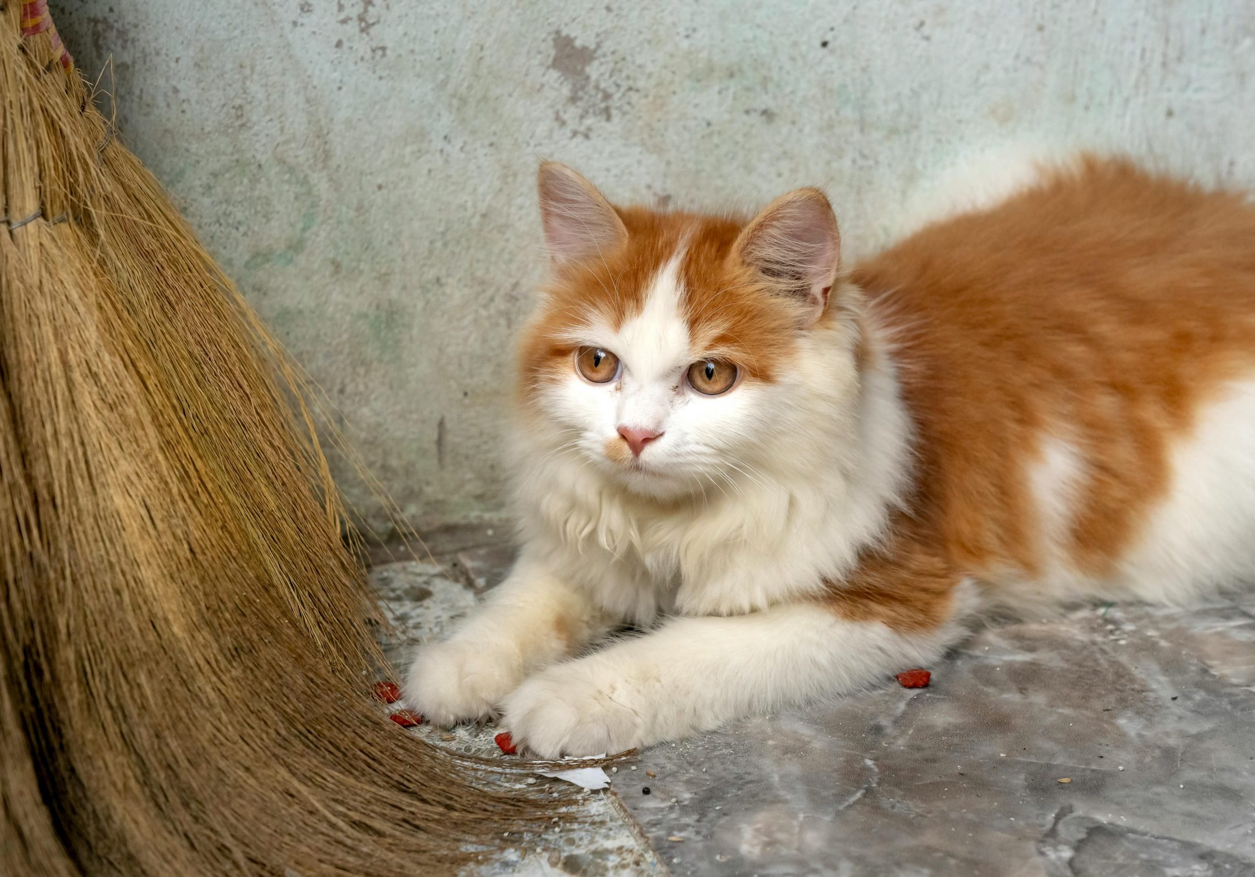 pexels-quang-nguyen-vinh-222549-6712993